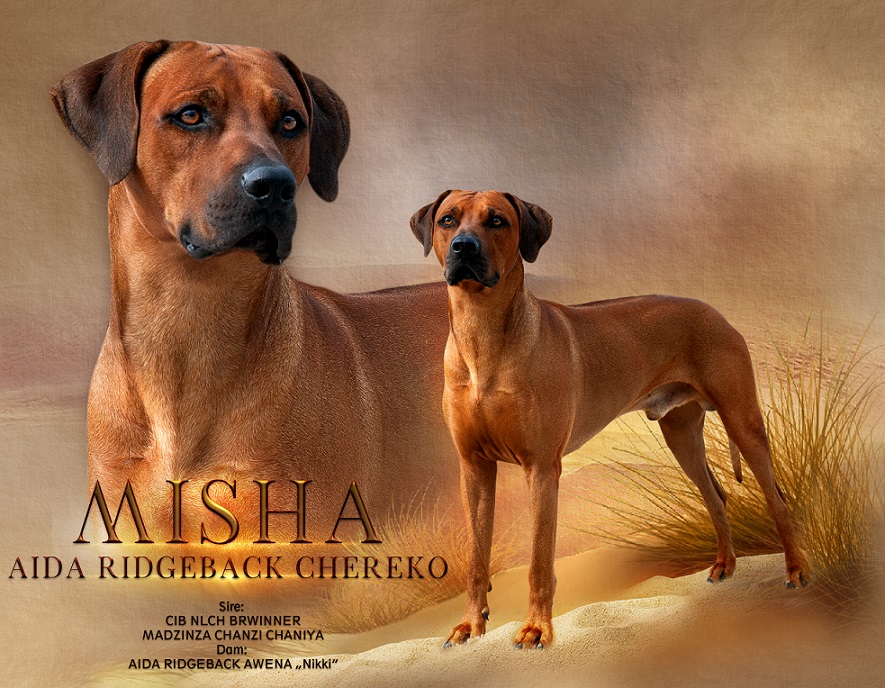 aida-ridgeback-misha - kopie